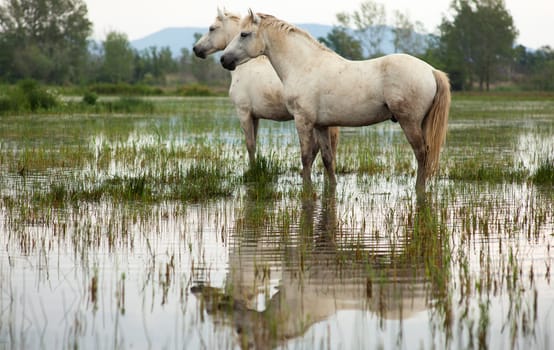Camargue horses in a swamp - Isola della cona