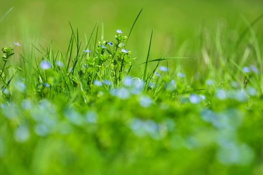 forget-me-not blue flowers into green grass with water drops on defocused background