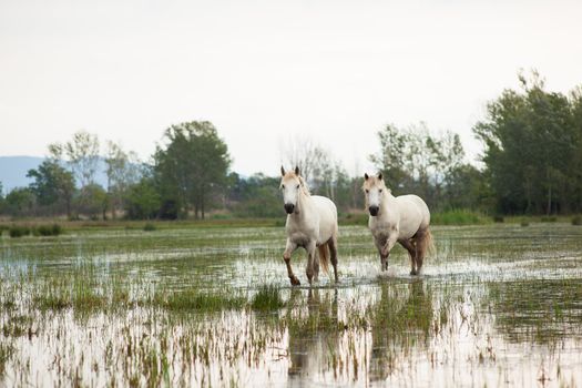 Camargue horses in a swamp - Isola della cona