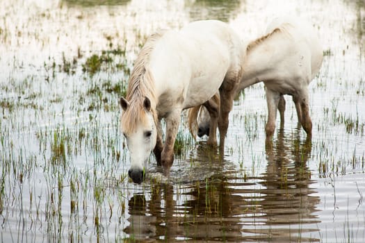 Camargue horses in a swamp - Isola della cona