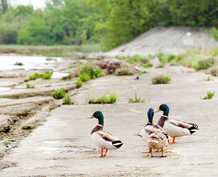 Ducks in the Isola della cona, Nature reserve in Friuli Venezia giulia