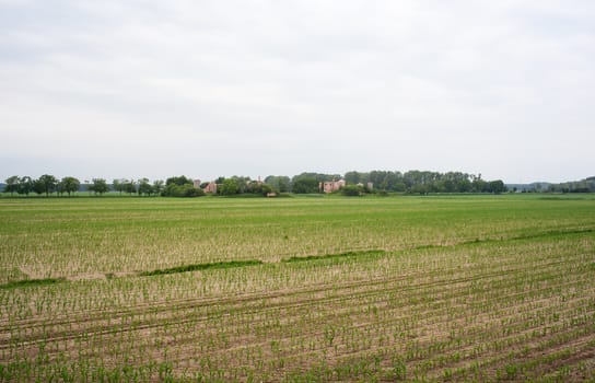 Field of cornfield, isola della cona - Italy