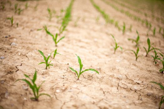 Young Plants in the field, Isola della cona