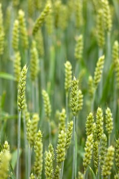 View of Wheat field, Isola della cona