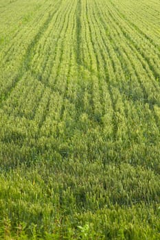 View of Wheat field, Isola della cona