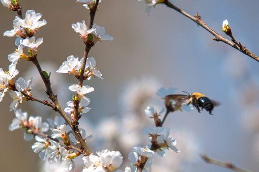 cherry tree blooming and bee flying around