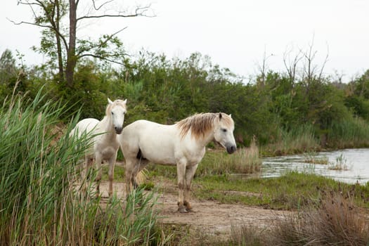 Camargue horses in a swamp - Isola della cona