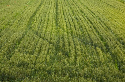 View of Wheat field, Isola della cona
