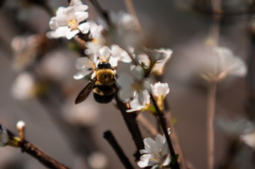 cherry tree blooming and bee flying around