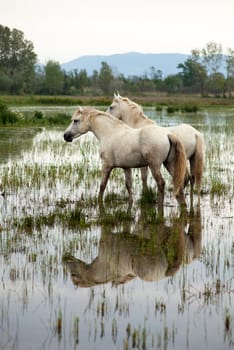Camargue horses in a swamp - Isola della cona