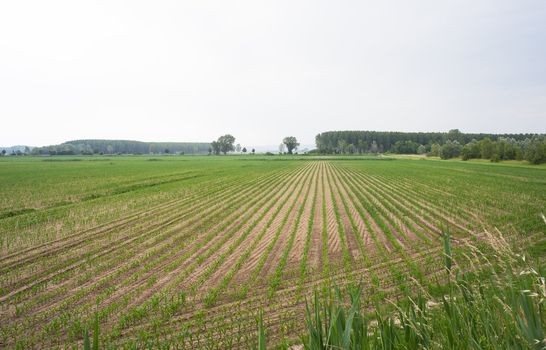 Young Plants in the field, Isola della cona
