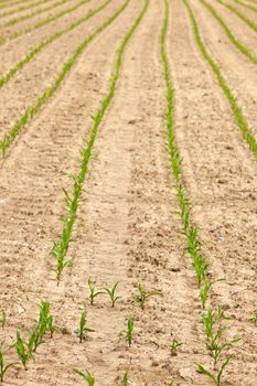 Young Plants in the field, Isola della cona