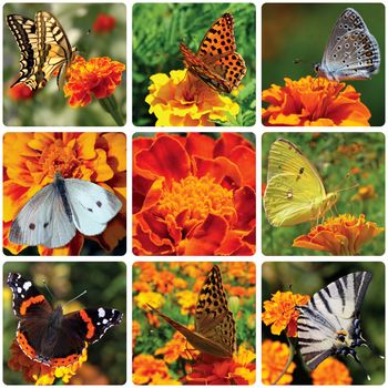 collage with butterflies sitting on marigold flower