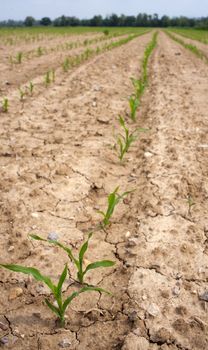 Young Plants in the field, Isola della cona