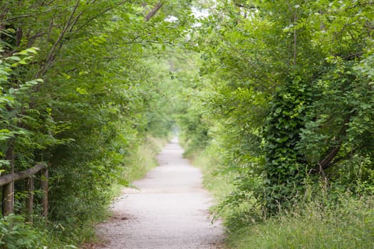 View of a Road in the countryside, green vegetation