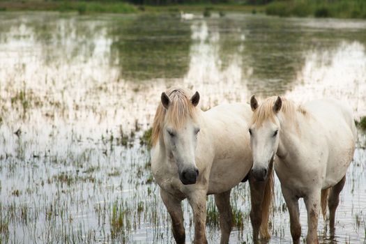 Camargue horses in a swamp - Isola della cona