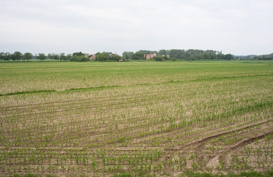 Field of cornfield, isola della cona - Italy