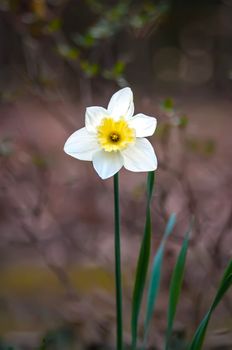 daffodil isolated against a nature background