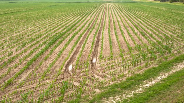 Young Plants in the field, Isola della cona