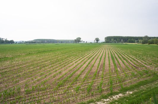 Young Plants in the field, Isola della cona