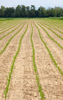 Young Plants in the field, Isola della cona