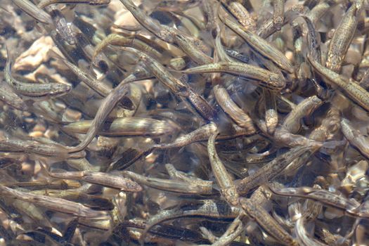 Shoal, a lot of fishes, Krnsko lake