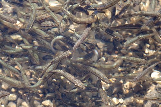 Shoal, a lot of fishes, Krnsko lake