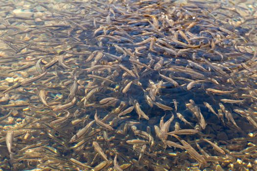 Shoal, a lot of fishes, Krnsko lake