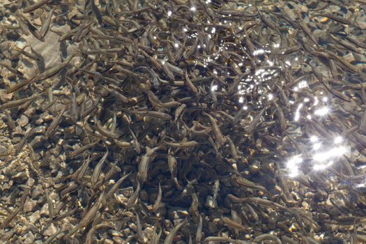 Shoal, a lot of fishes, Krnsko lake