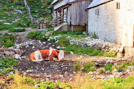 View of Cow in the farm, Julian alps