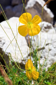 Photo of Papaver alpinum kerneri flower in Slovenian countryside