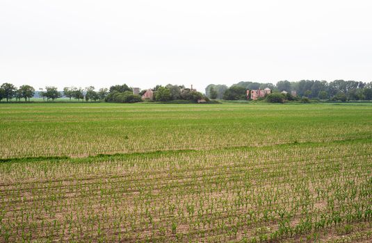 Young Plants in the field, Isola della cona