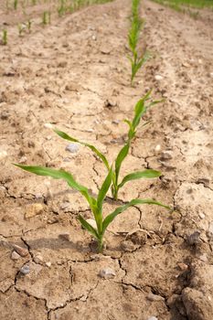 Young Plants in the field, Isola della cona