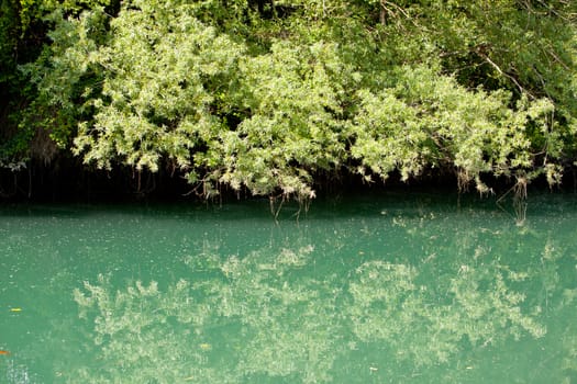 View of vegetation in the Taglio river, Cervignano - Italy