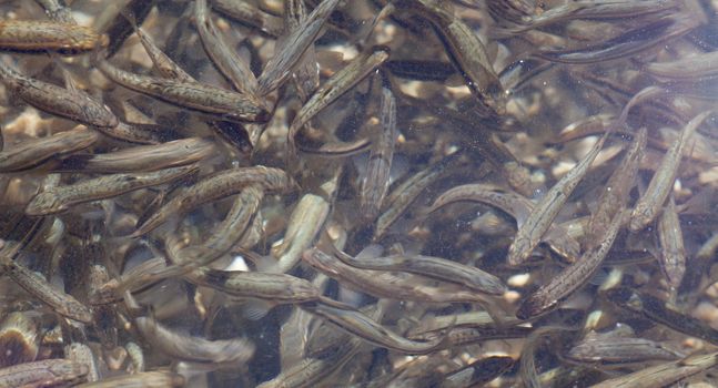 Shoal, a lot of fishes, Krnsko lake