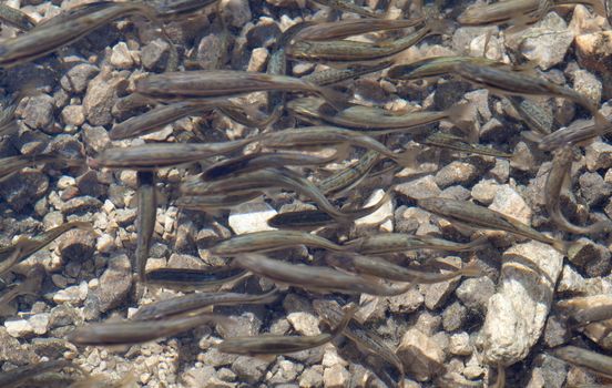 Shoal, a lot of fishes, Krnsko lake