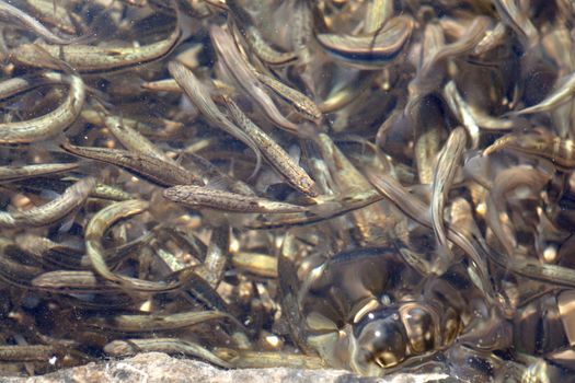 Shoal, a lot of fishes, Krnsko lake