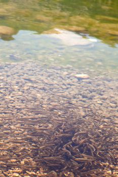 Shoal, a lot of fishes, Krnsko lake