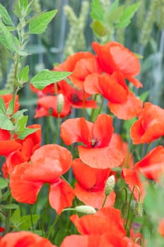 A lot of Poppies in the wheat field