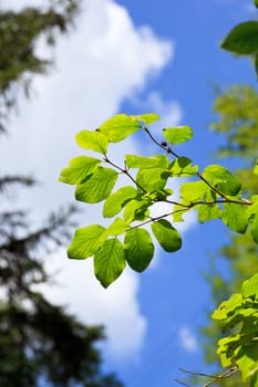 Leaves in the branch on tree