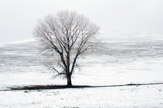 lonely tree on snow covered field