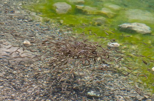Shoal, a lot of fishes, Krnsko lake