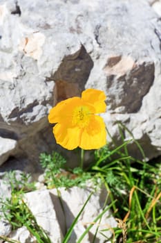 Photo of Papaver alpinum kerneri flower in Slovenian countryside