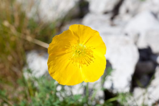 Photo of Papaver alpinum kerneri flower in Slovenian countryside