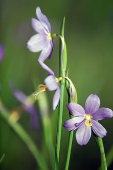 first spring flower - scilla siberica