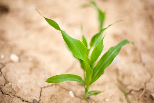 Young Plants in the field, Isola della cona