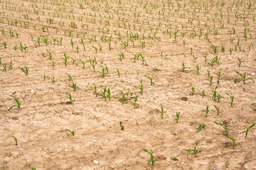 Young Plants in the field, Isola della cona