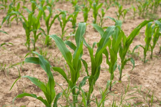 Young Plants in the field, Isola della cona