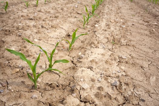 Young Plants in the field, Isola della cona