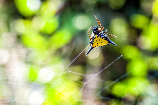 Hasselt's Spiny Spider on cobweb with bokeh background